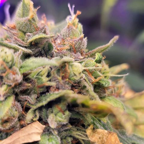 Pills growlog timeline photo