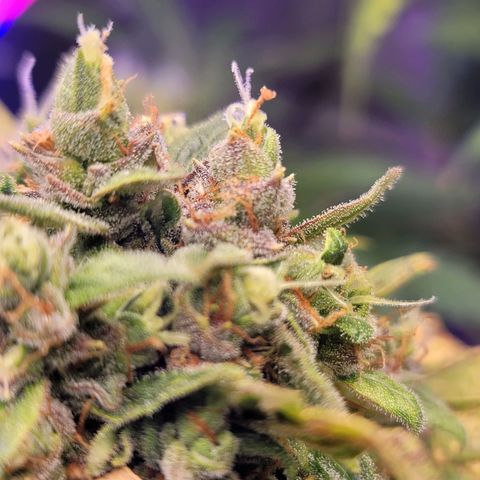 Pills growlog timeline photo