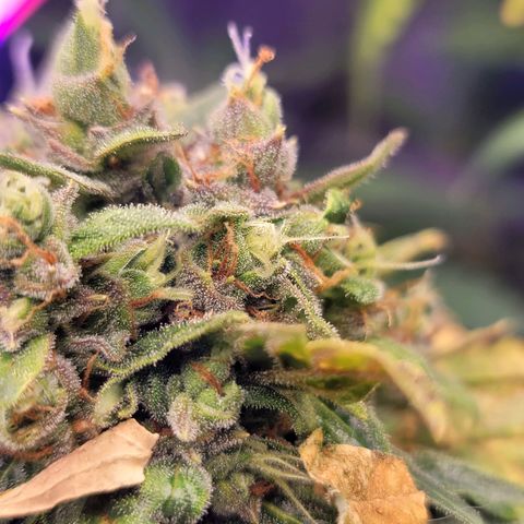 Pills growlog timeline photo