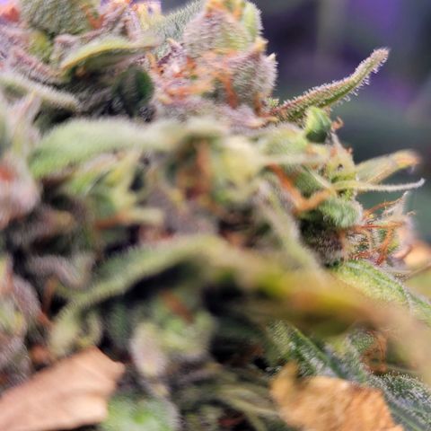 Pills growlog timeline photo