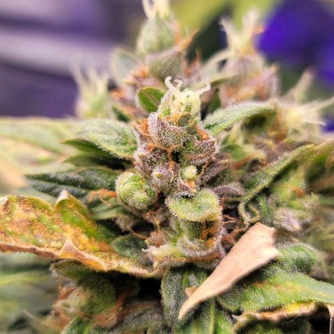 Pills growlog timeline photo