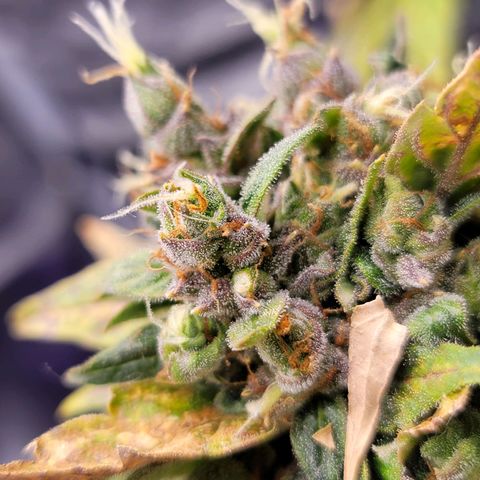 Pills growlog timeline photo