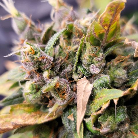 Pills growlog timeline photo