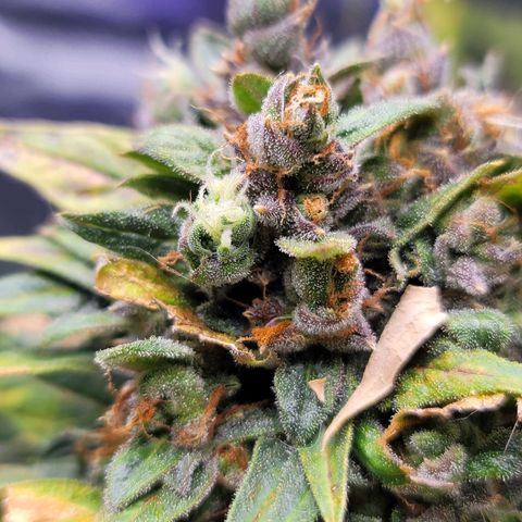 Pills growlog timeline photo