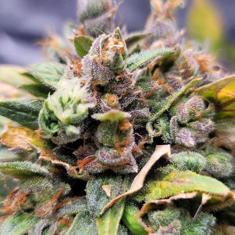 Pills growlog timeline photo