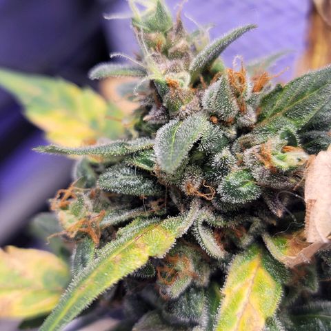 Pills growlog timeline photo