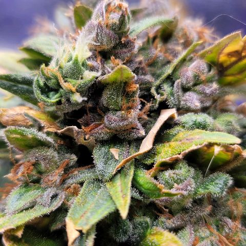 Pills growlog timeline photo