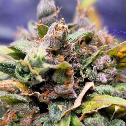 Pills growlog timeline photo