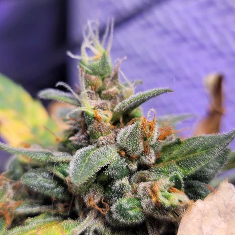 Pills growlog timeline photo