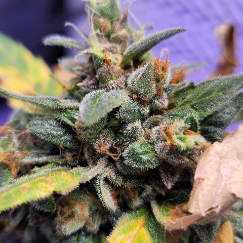 Pills growlog timeline photo