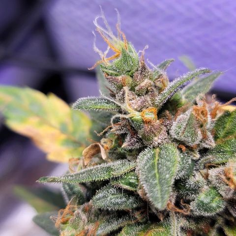 Pills growlog timeline photo
