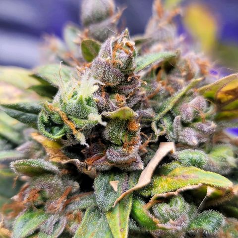 Pills growlog timeline photo