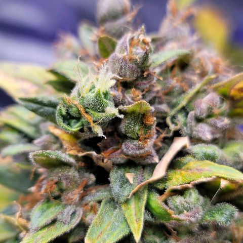 Pills growlog timeline photo