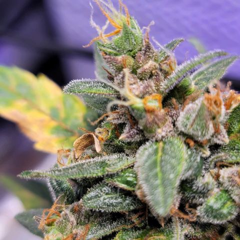 Pills growlog timeline photo