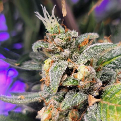 Pills growlog timeline photo