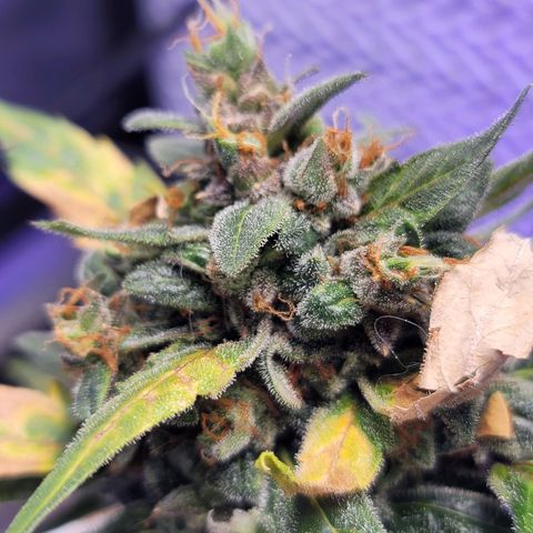 Pills growlog timeline photo