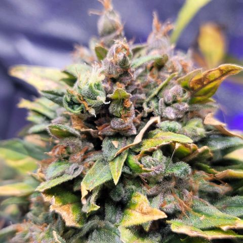 Pills growlog timeline photo
