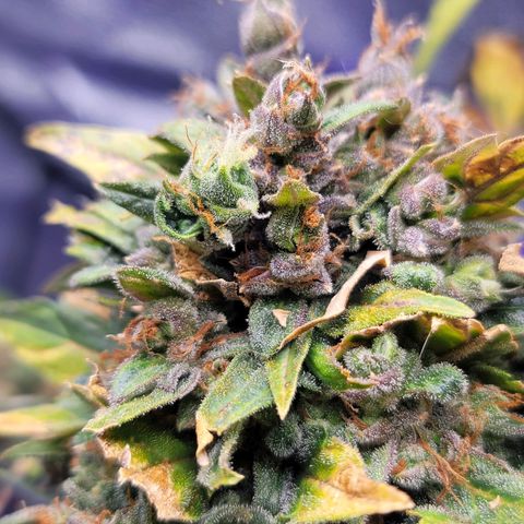 Pills growlog timeline photo