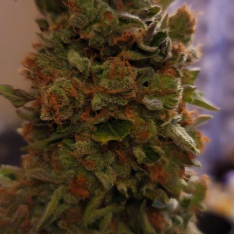Pills growlog timeline photo
