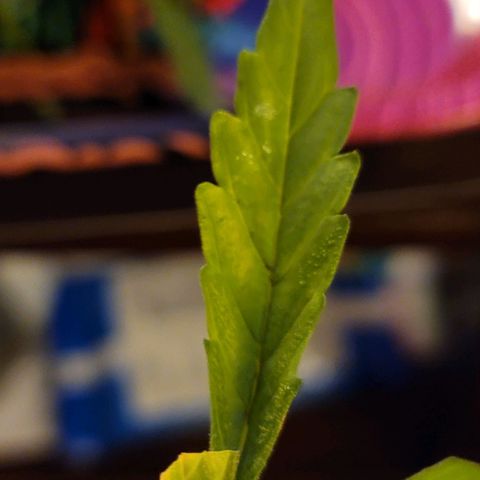 Pills growlog timeline photo