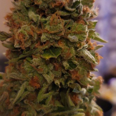 Pills growlog timeline photo