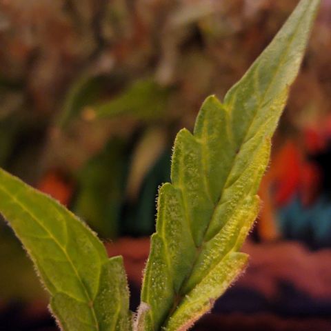 Pills growlog timeline photo
