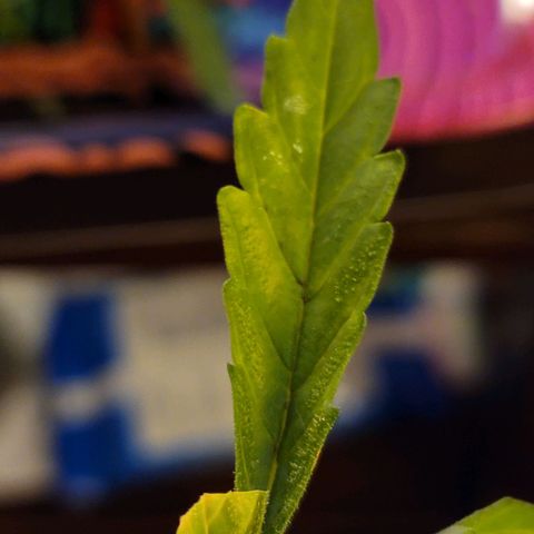 Pills growlog timeline photo