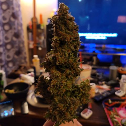 Pills growlog timeline photo