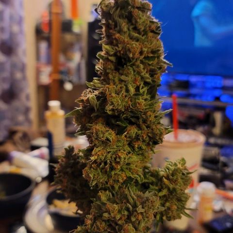 Pills growlog timeline photo
