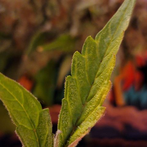 Pills growlog timeline photo