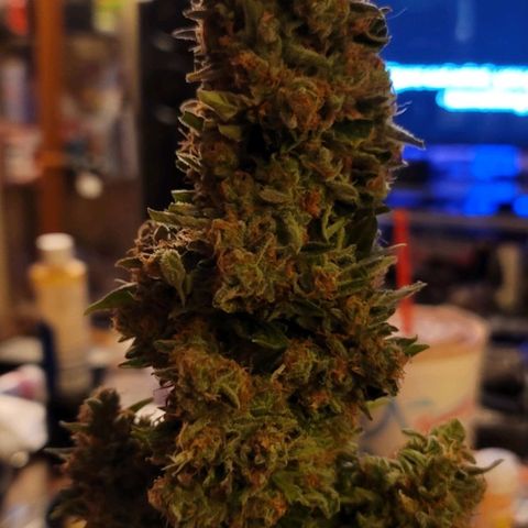 Pills growlog timeline photo
