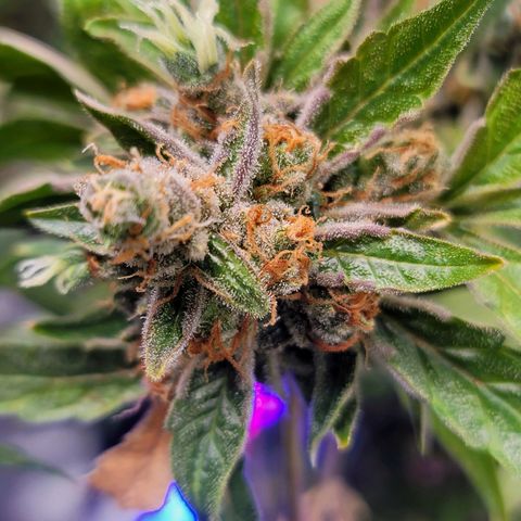 Pills growlog timeline photo