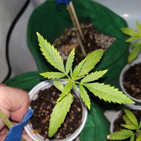 Unknown strain growlog timeline photo