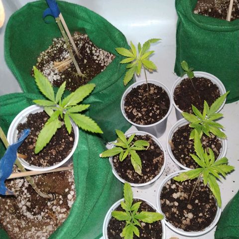 Unknown strain growlog timeline photo