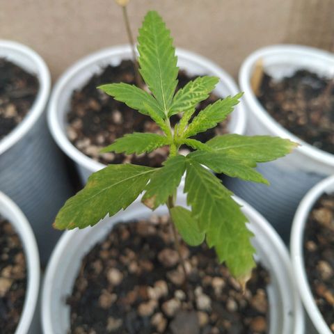 Unknown strain growlog timeline photo