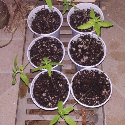 Unknown strain growlog timeline photo