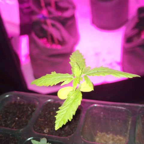 Unknown strain growlog timeline photo