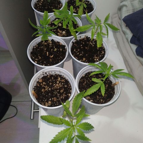 Unknown strain growlog timeline photo