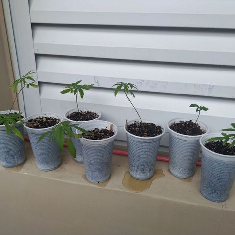 Unknown strain growlog timeline photo