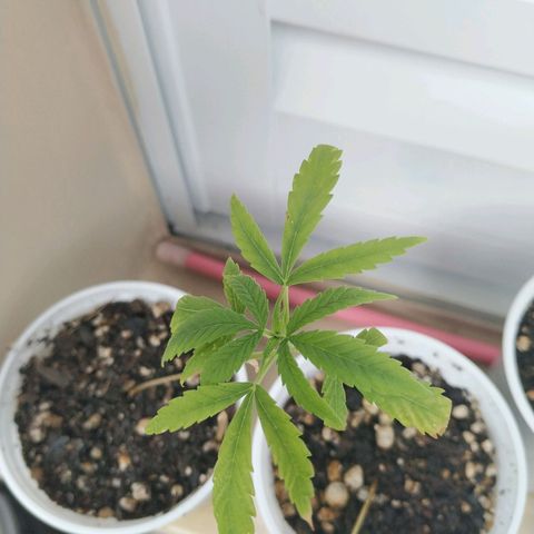 Unknown strain growlog timeline photo