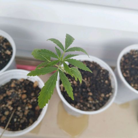 Unknown strain growlog timeline photo