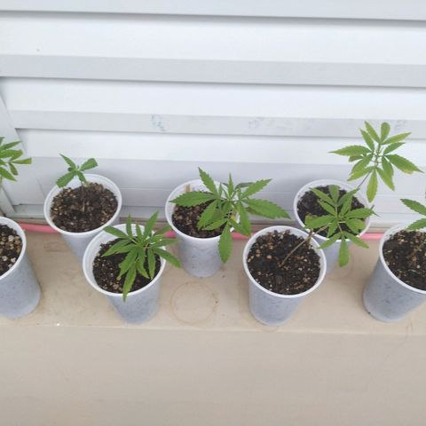 Unknown strain growlog timeline photo