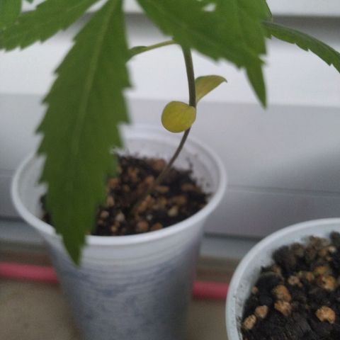 Unknown strain growlog timeline photo