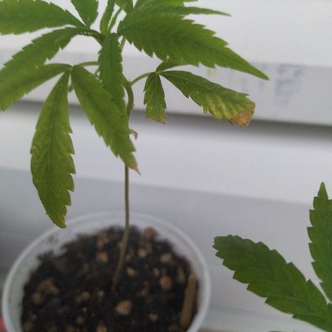 Unknown strain growlog timeline photo