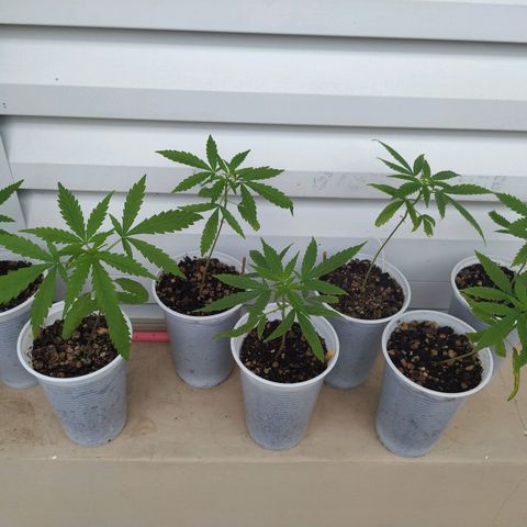 Unknown strain growlog timeline photo