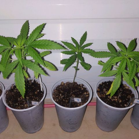 Unknown strain growlog timeline photo
