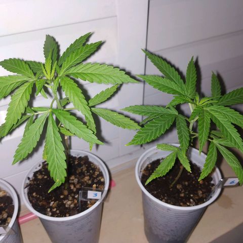 Unknown strain growlog timeline photo