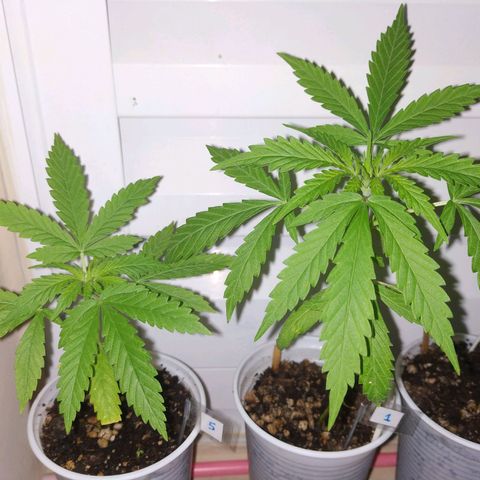 Unknown strain growlog timeline photo