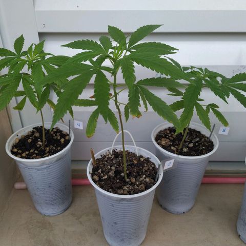 Unknown strain growlog timeline photo