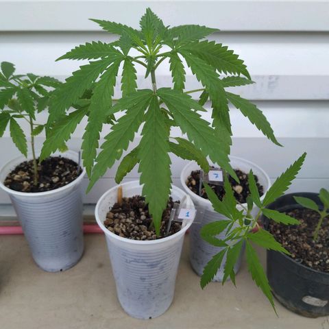 Unknown strain growlog timeline photo